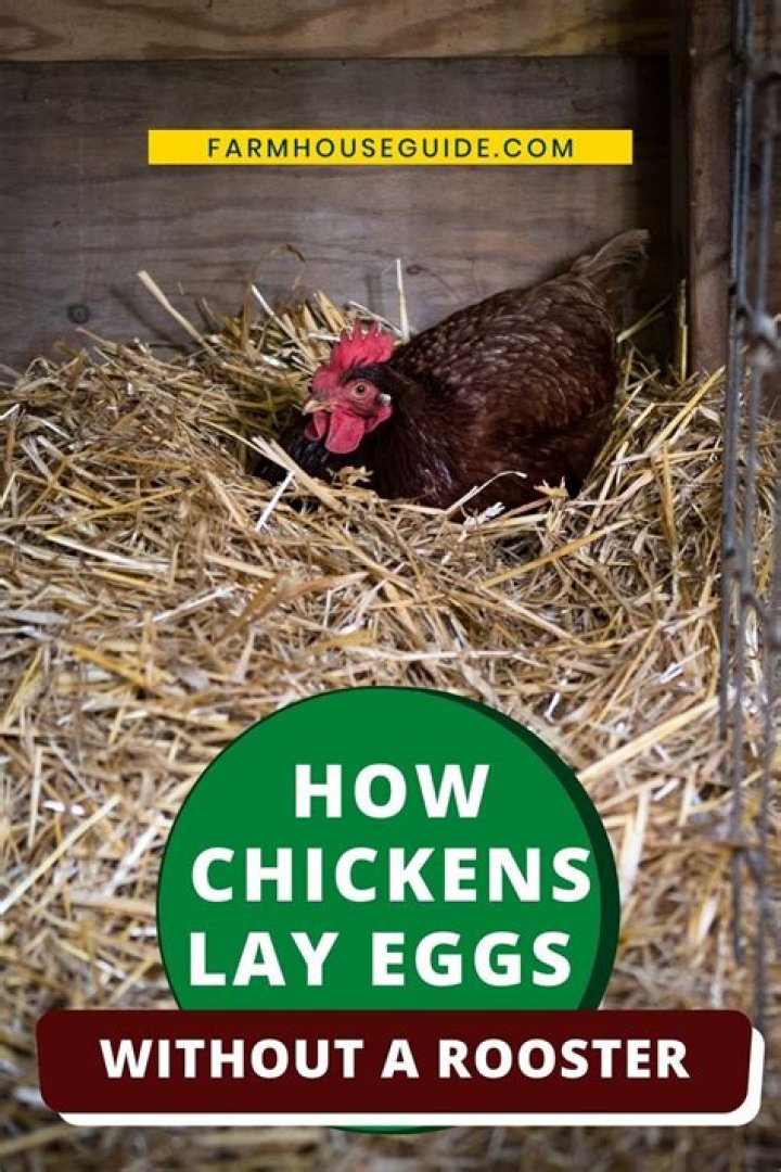 Do Chickens Make Eggs Without a Rooster? Everything You Need to Know