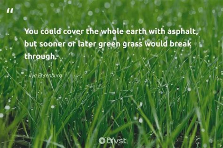 Green Grass Quotes Life: Inspiring Words to Elevate Your Journey