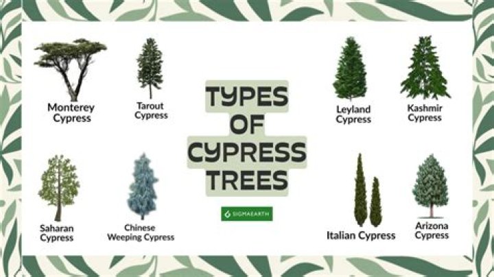 How to Properly Topping Italian Cypress Trees: A Comprehensive Guide