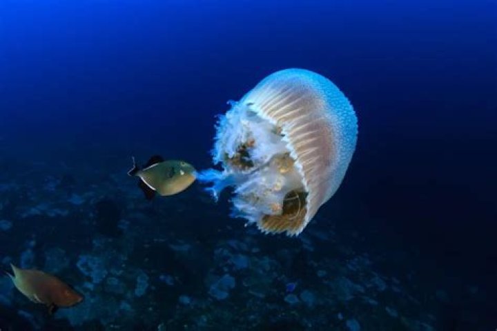 Michael Himawan Photography Jellyfish: Capturing the Beauty Beneath the Waves