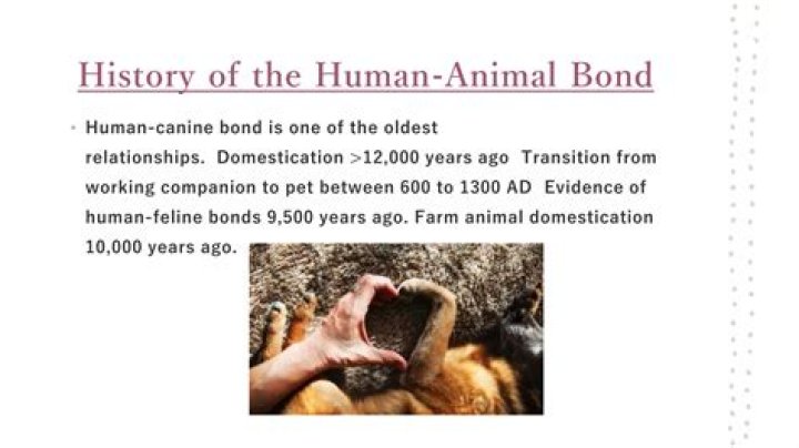 Pitbull Relationship: Understanding the Dynamics of Human and Canine Bonds