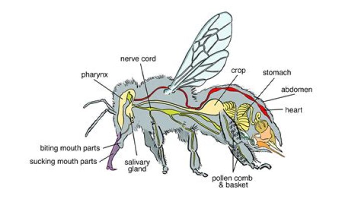 Unlocking the Power of PBEE: A Comprehensive Guide to Understanding Its Role and Benefits