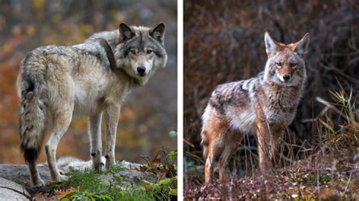 Unlocking The Secrets Of Reynold's Wolf Height: Unraveling Size And Significance