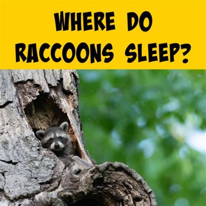 Where Do Raccoons Sleep? A Comprehensive Guide to Understanding Their Habits