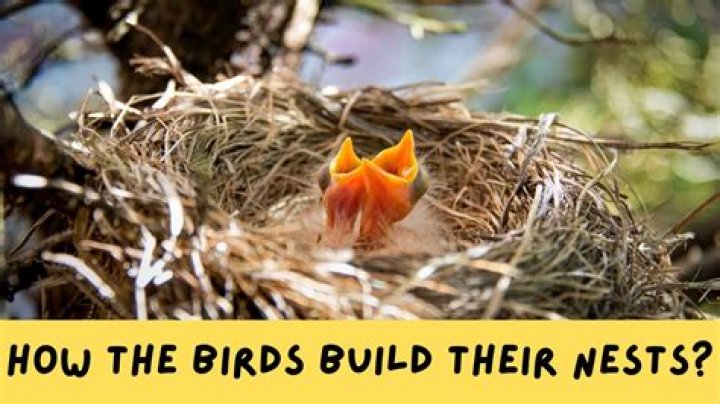 Where Do Ravens Build Their Nests?