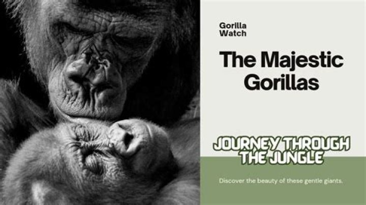 Who Are Gorilla Parents? Unveiling the Fascinating World of Gorilla Family Dynamics